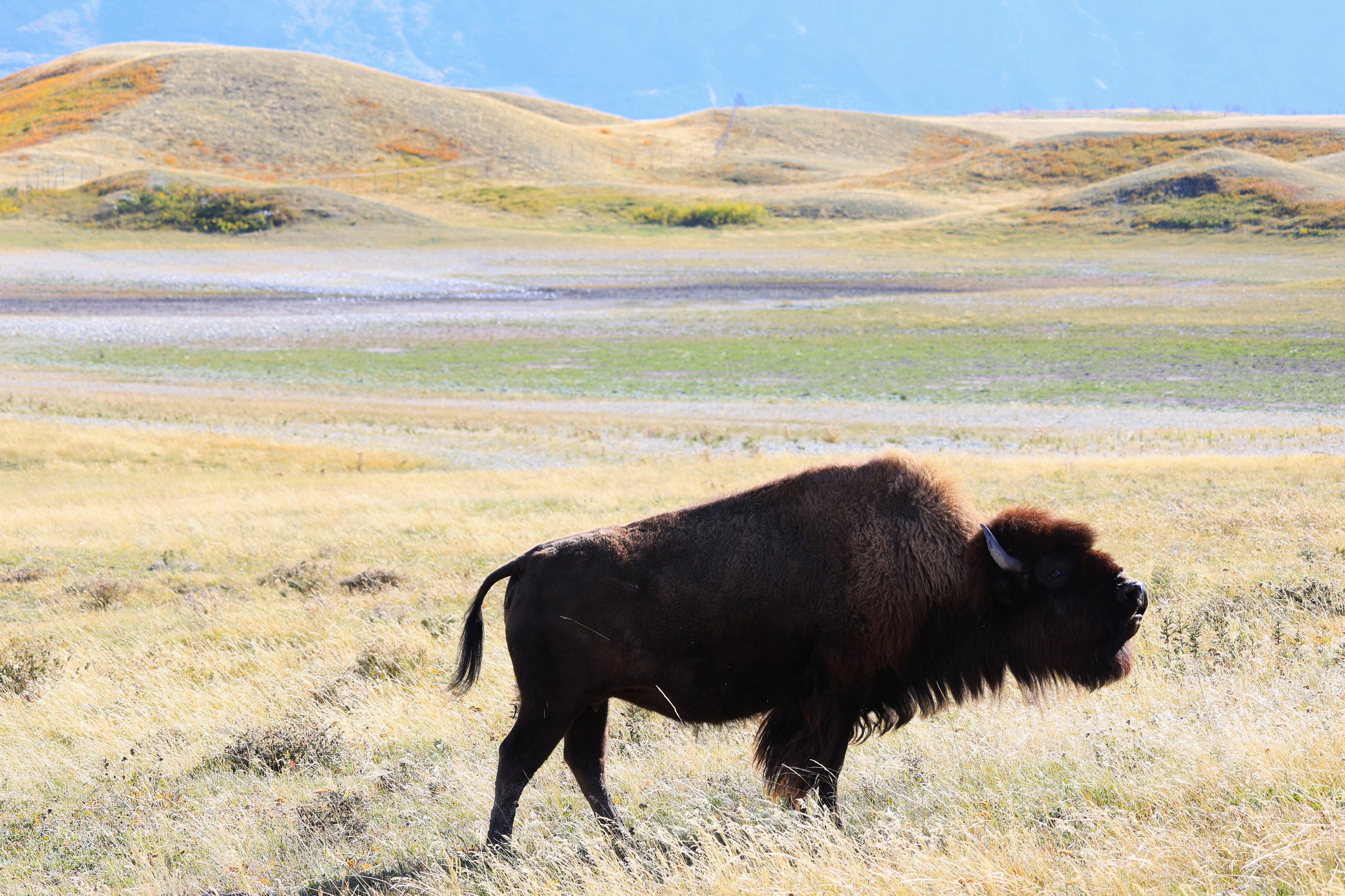 Bison Paddok